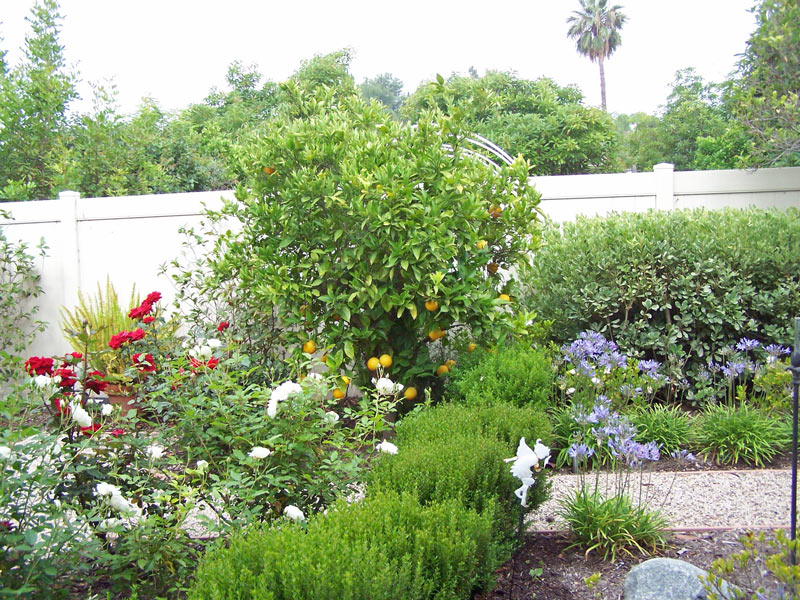 Avocado Trees