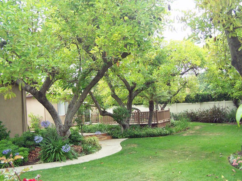 Avocado Trees